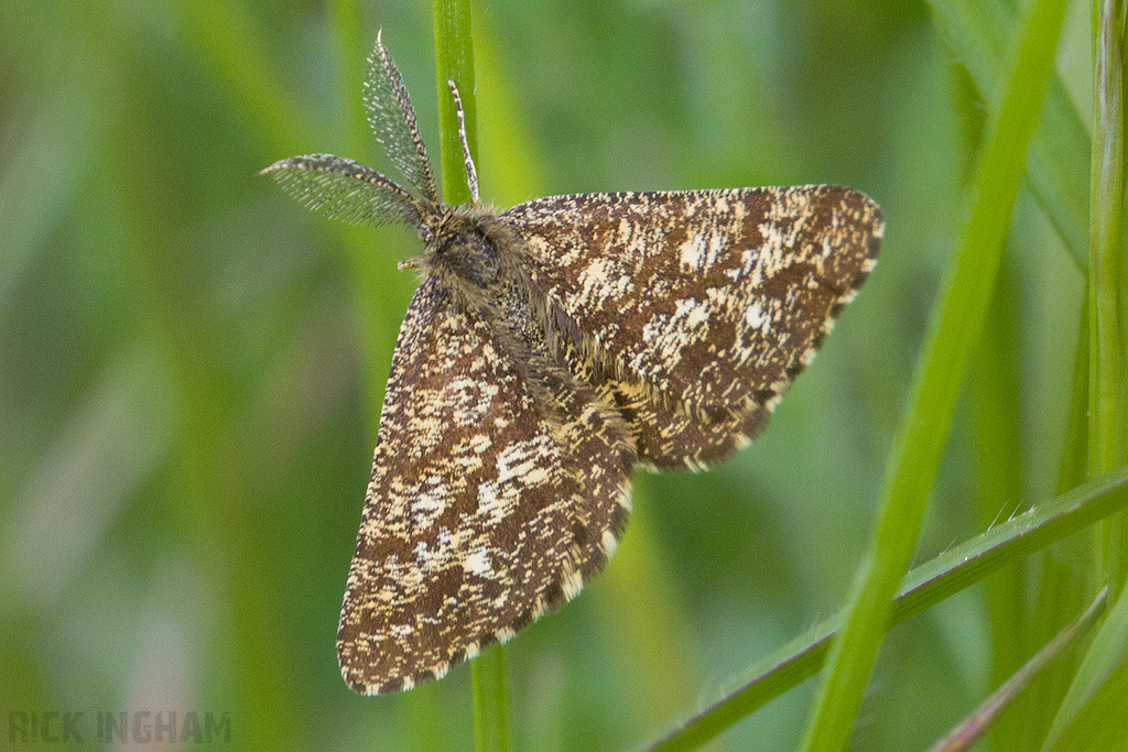 Common Heath Moth