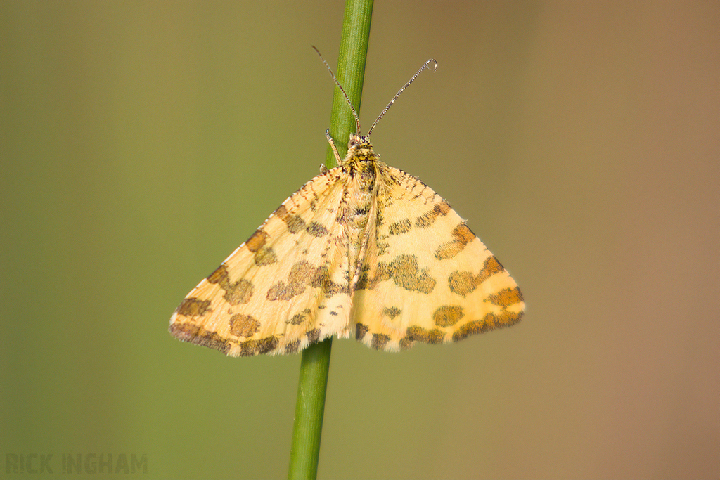 Speckled Yellow Moth