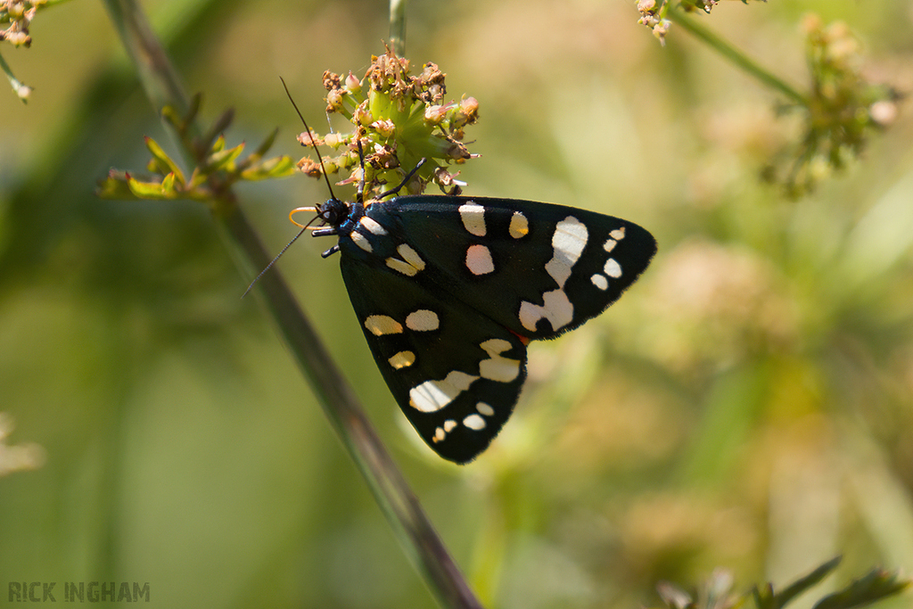 Scarlet Tiger Moth