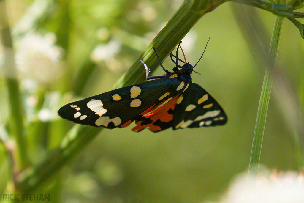 Scarlet Tiger Moth
