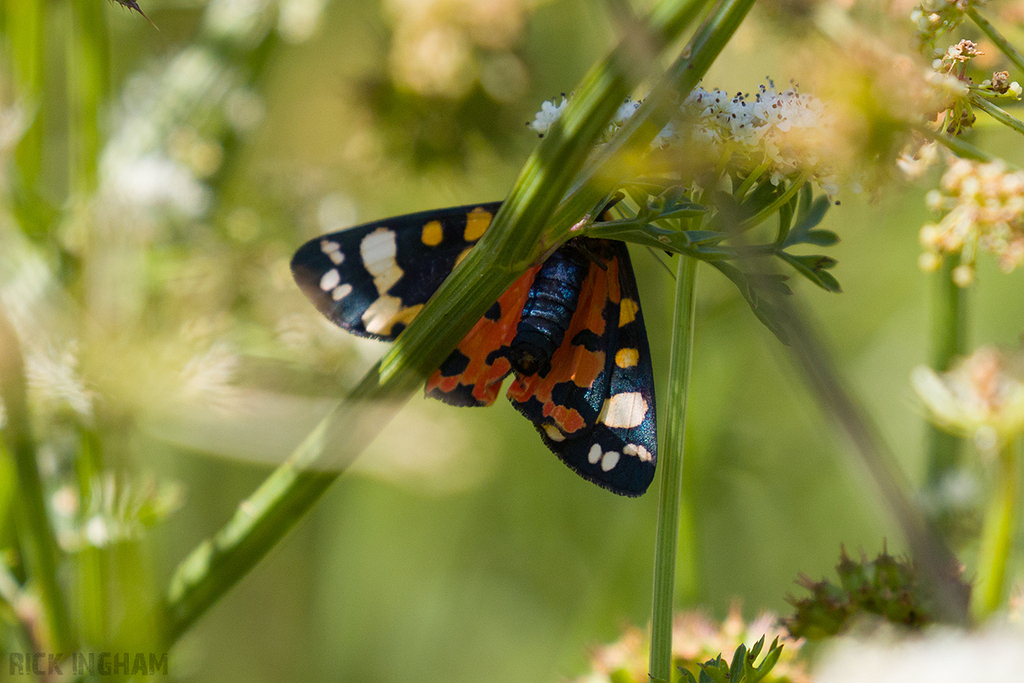 Scarlet Tiger Moth