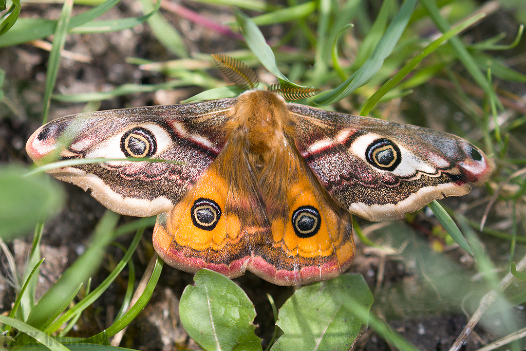 Emperor Moth