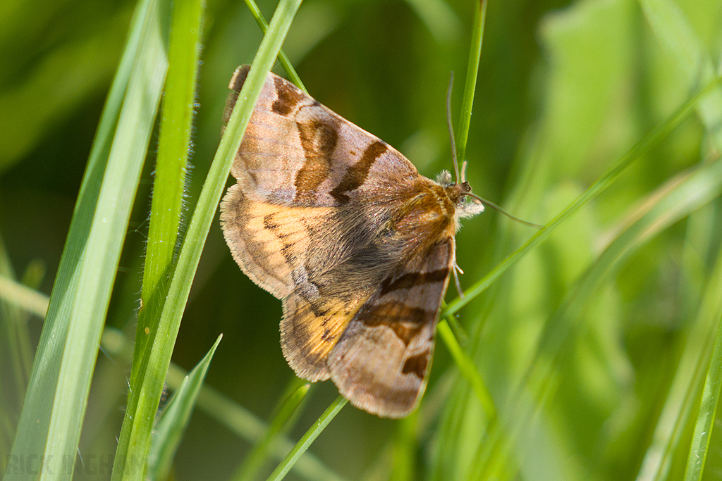 Burnet Companion Moth