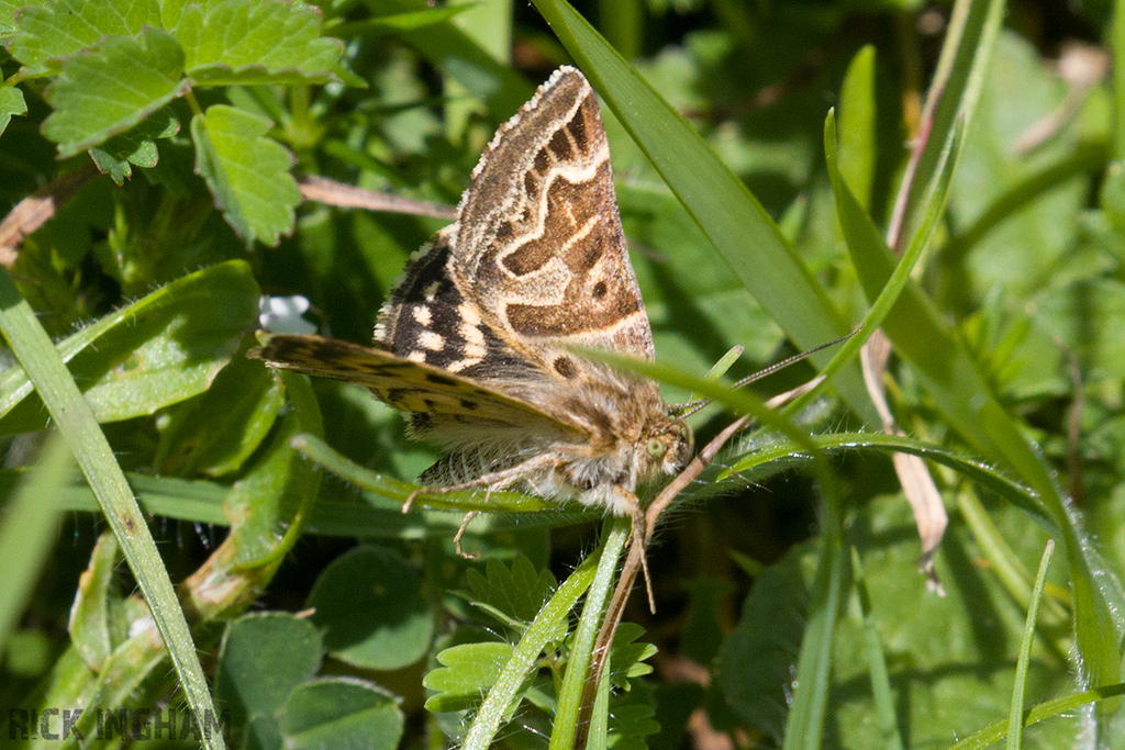 Mother Shipton Moth