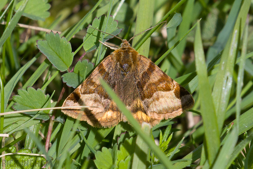 Burnet Companion Moth