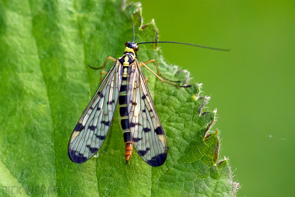 German Scorpionfly