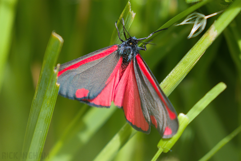 Cinnabar Moth