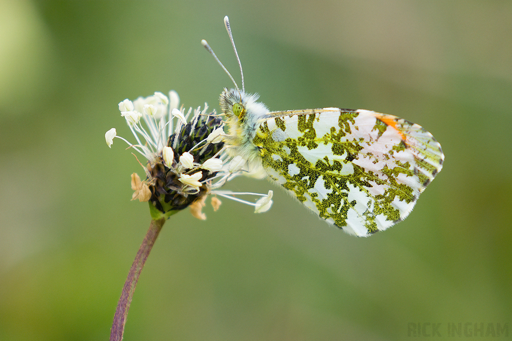 Orange-Tip Butterfly