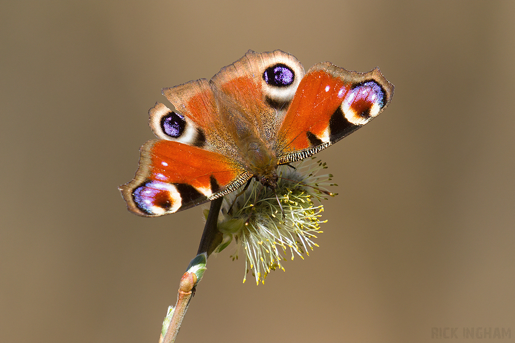 Peacock Butterfly