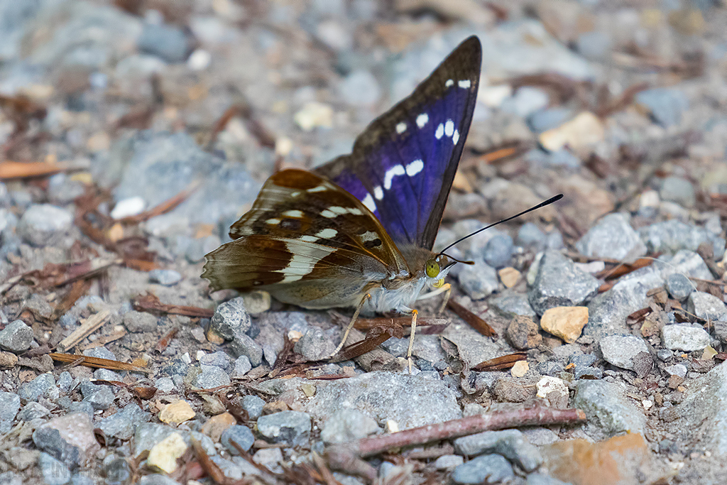 Purple Emperor