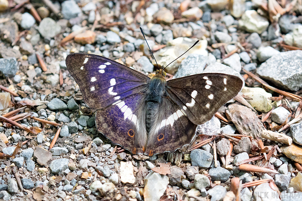 Purple Emperor