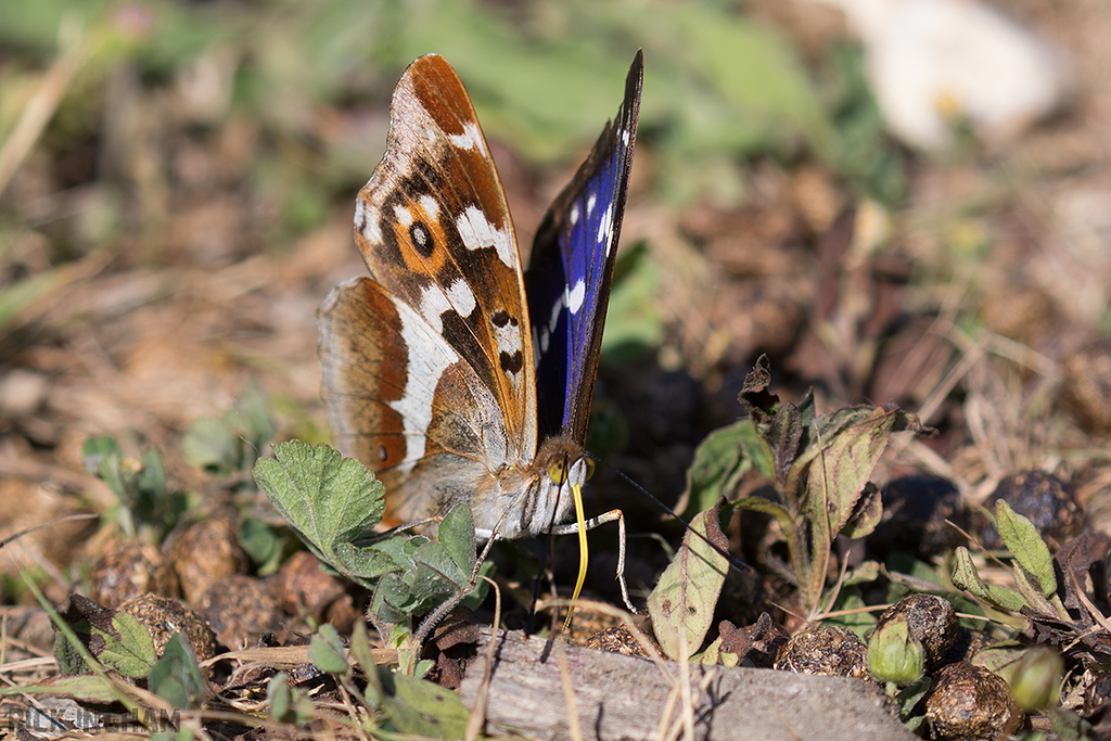 Purple Emperor