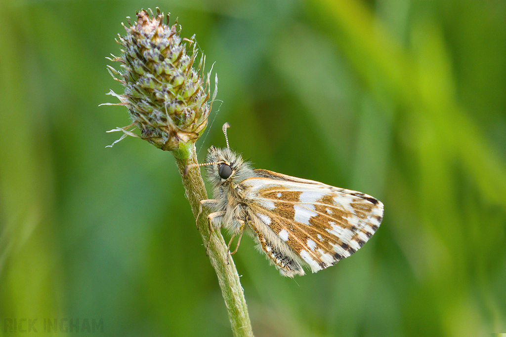 Grizzled Skipper
