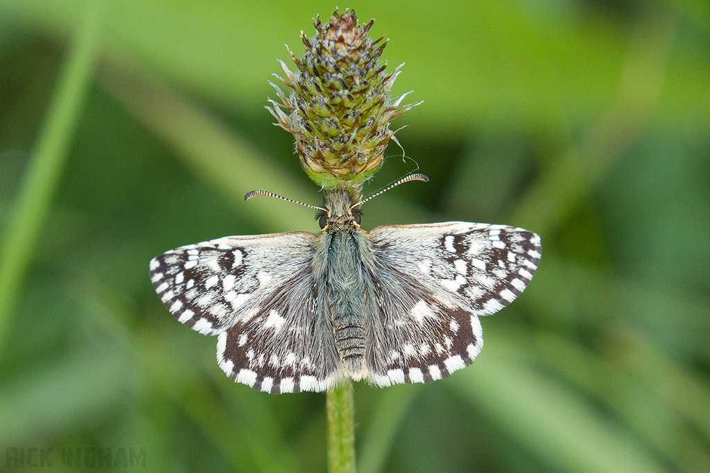 Grizzled Skipper