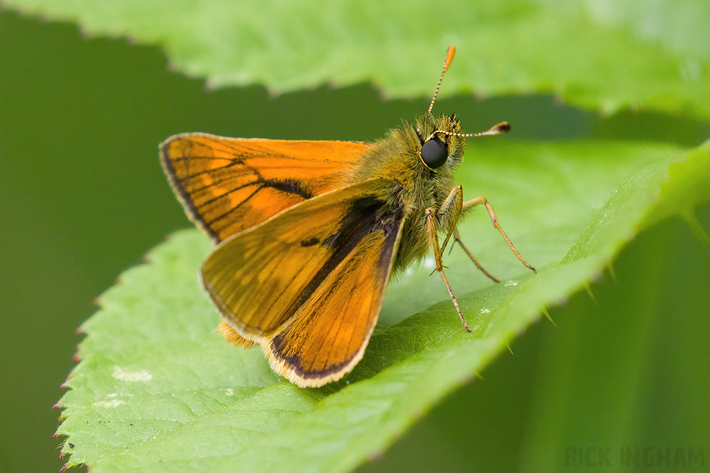 Large Skipper