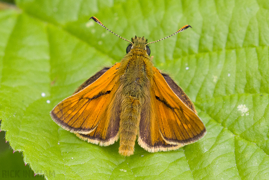 Large Skipper
