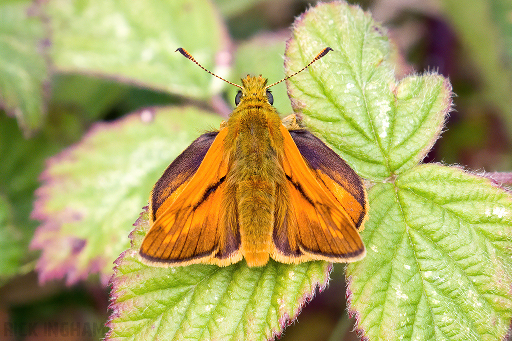 Large Skipper