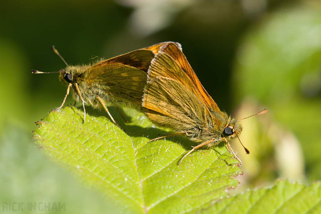 Large Skipper