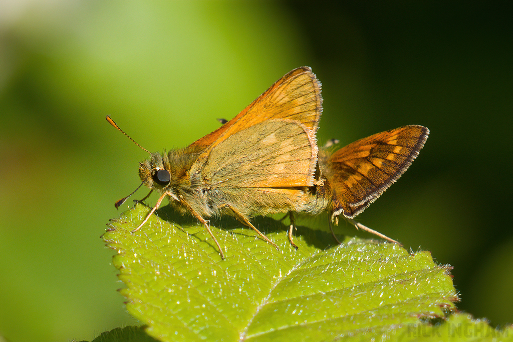 Large Skipper