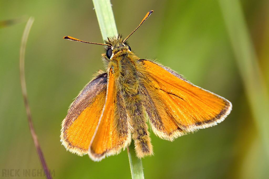 Large Skipper
