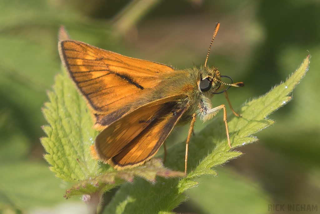 Large Skipper