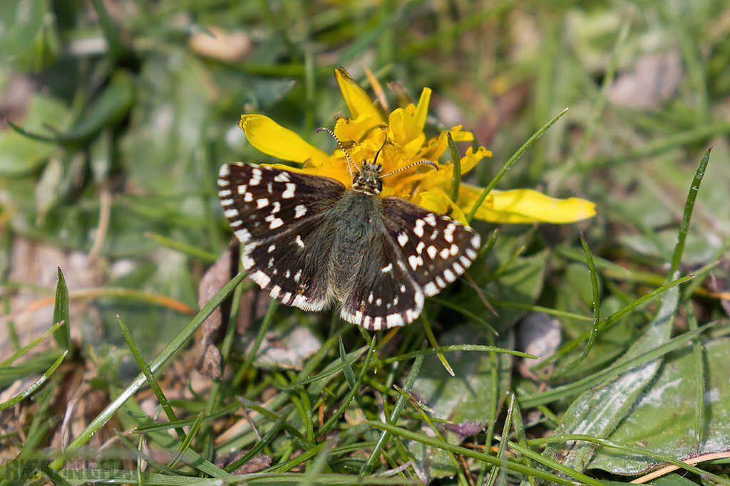 Grizzled Skipper
