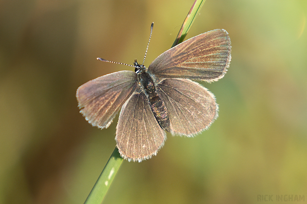 Small Blue Butterfly