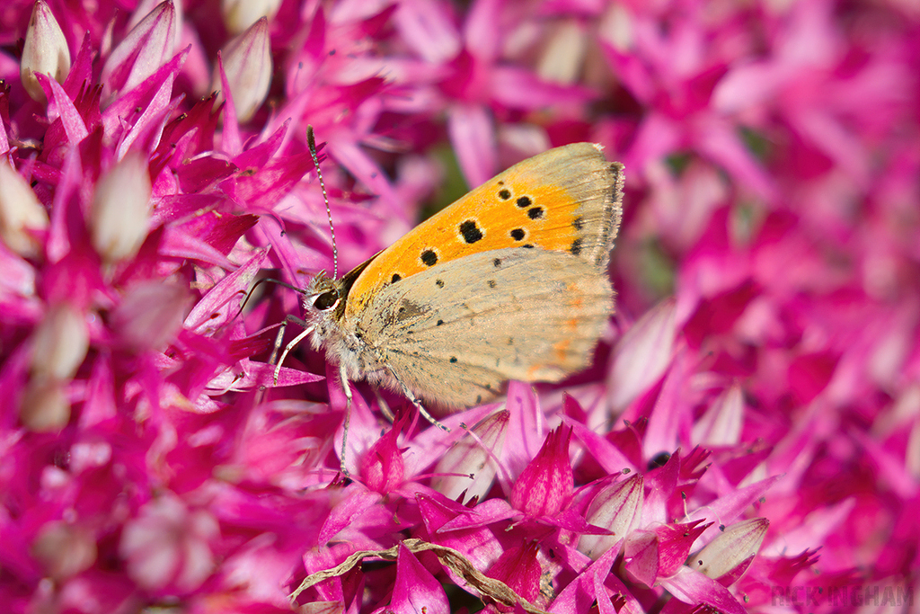 Small Copper Butterfly