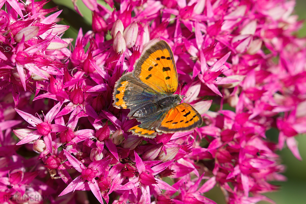 Small Copper Butterfly