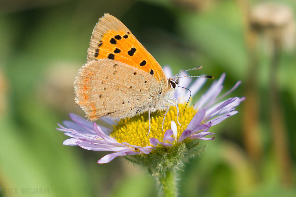 Small Copper Butterfly