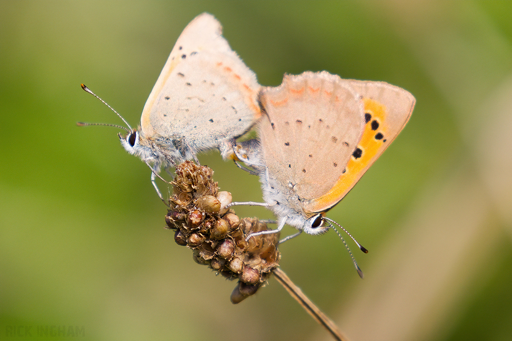 Small Copper Butterfly