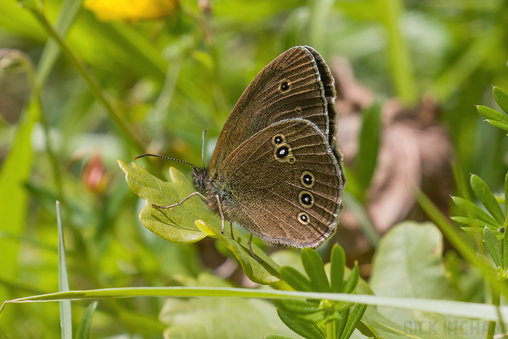 Ringlet Butterfly