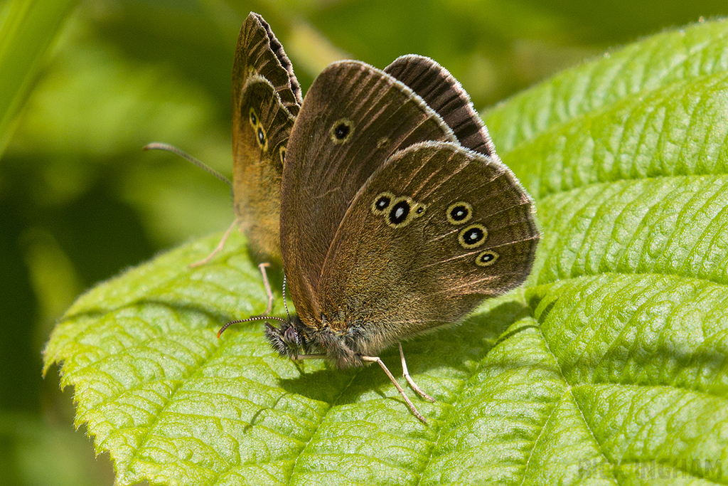 Ringlet Butterfly