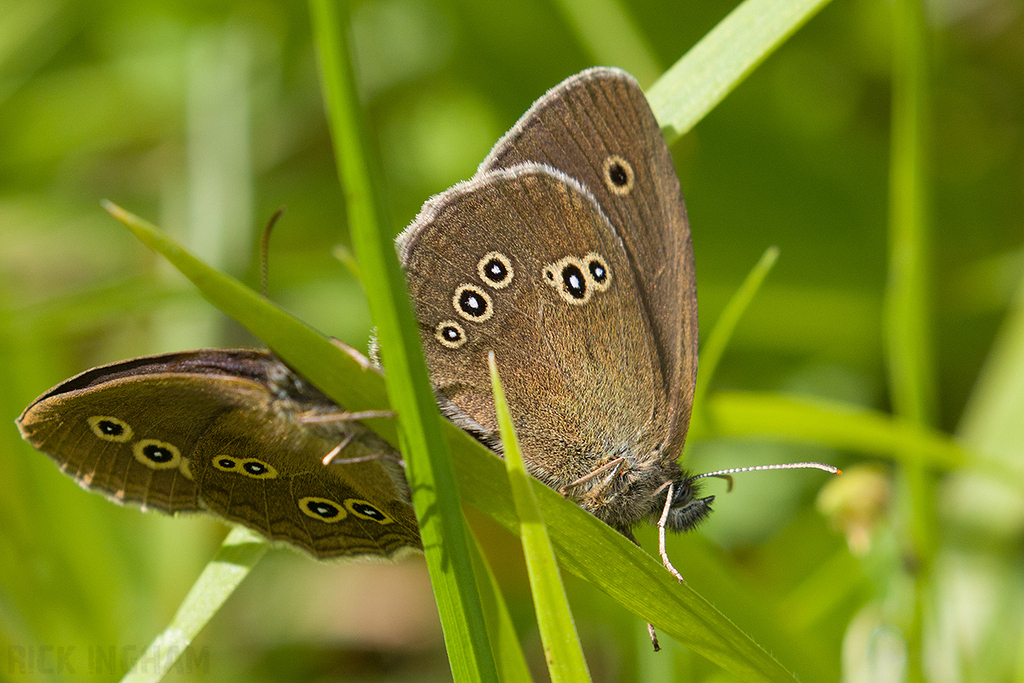 Ringlet Butterfly