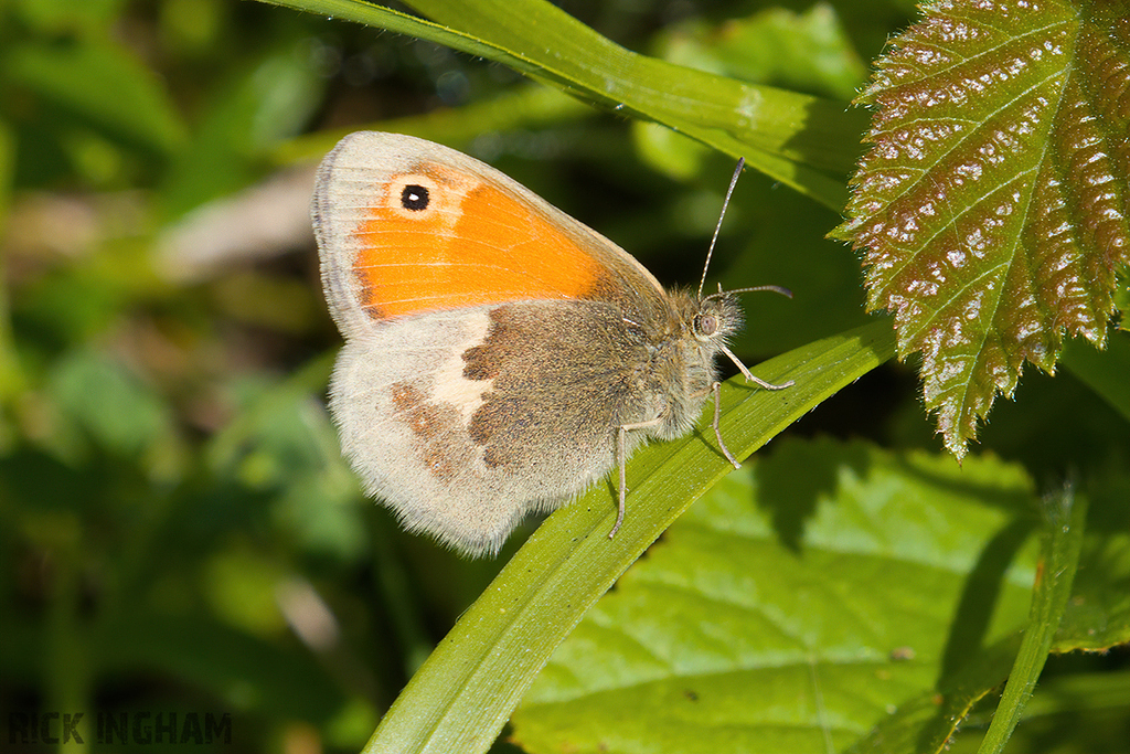 Small Heath Butterfly
