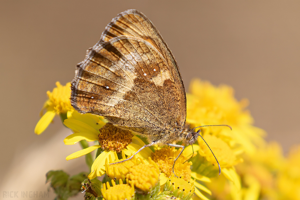 Gatekeeper Butterfly