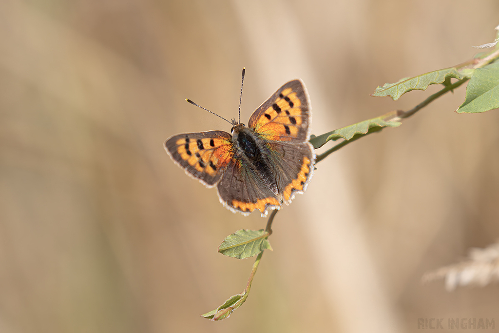Small Heath Butterfly