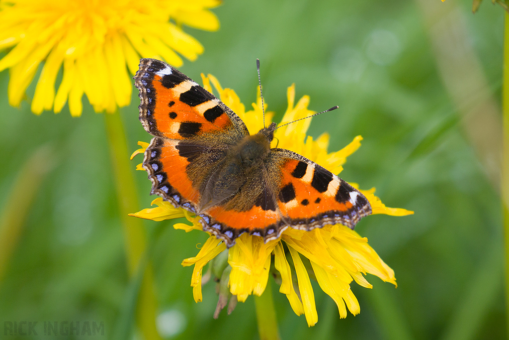 Small Tortoiseshell Butterfly