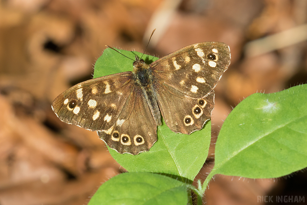 Speckled Wood Butterfly