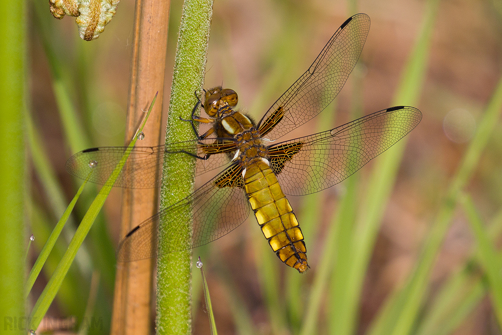 Broad-bodied Chaser