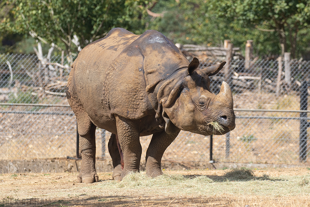 Indian Rhino
