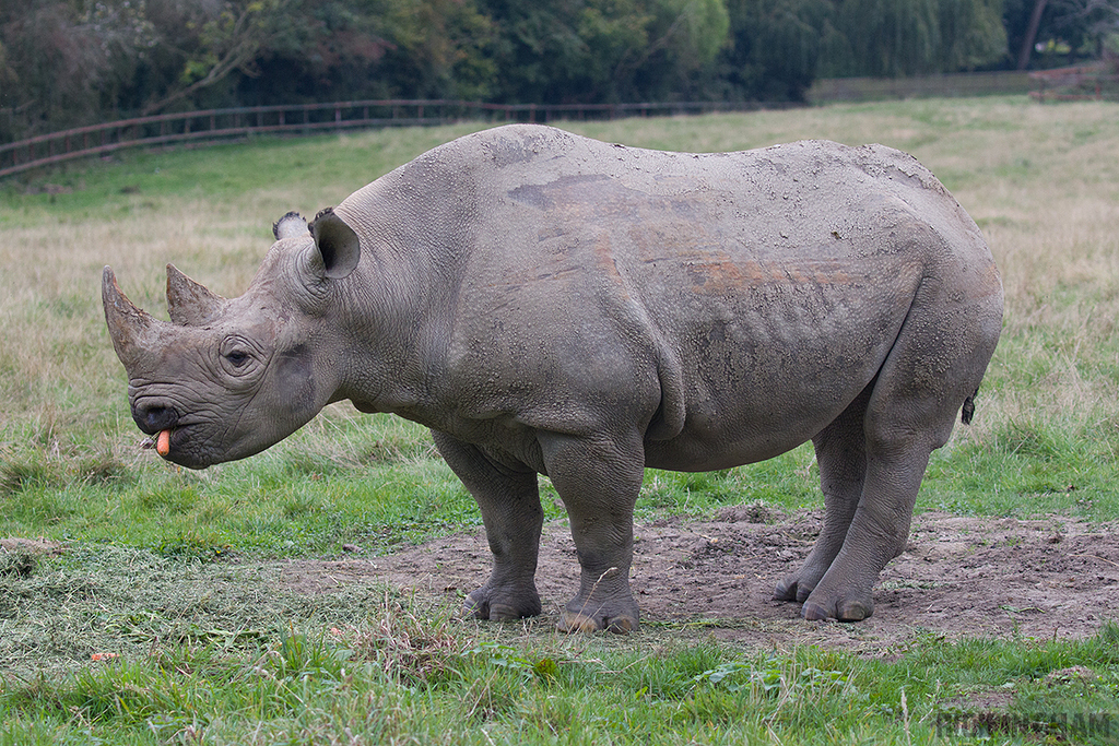 Black Rhino