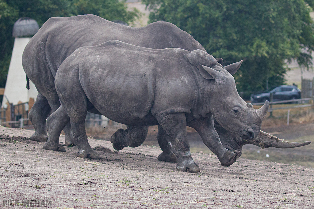 Southern White Rhino Calf