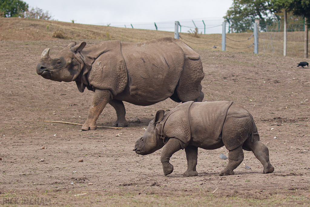 Indian Rhino | Calf