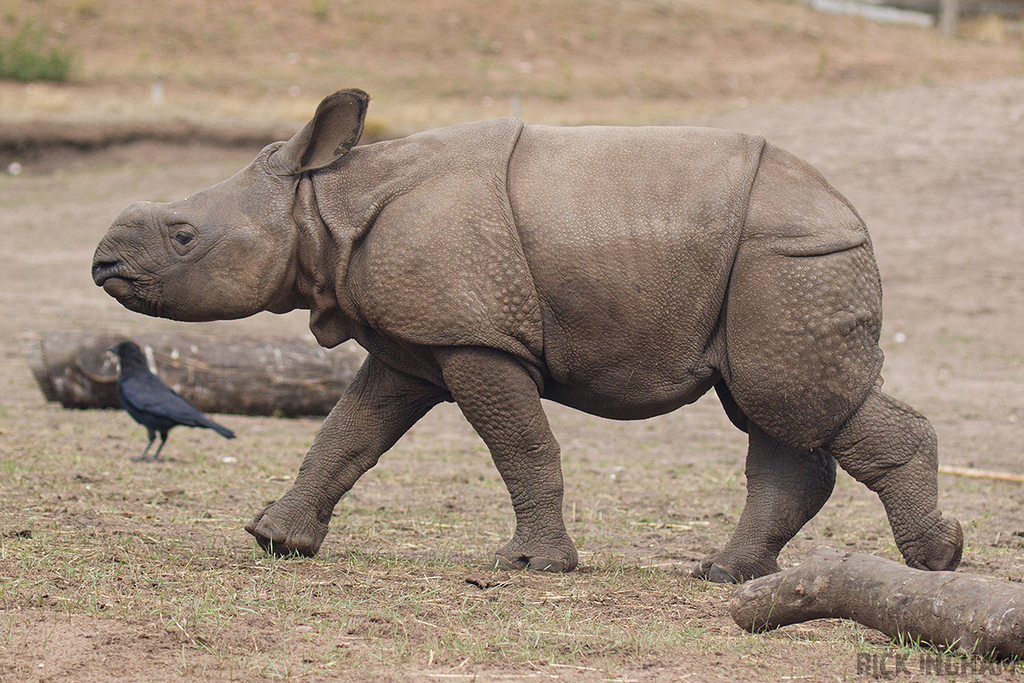 Indian Rhino | Calf