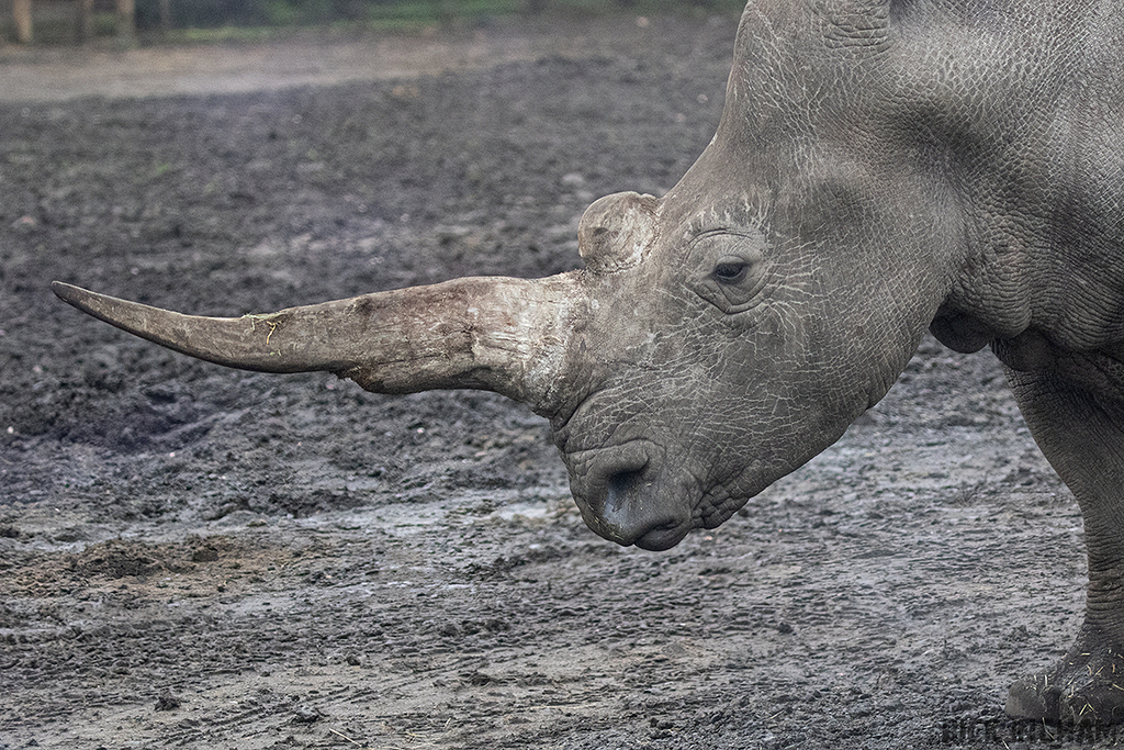 Southern White Rhino
