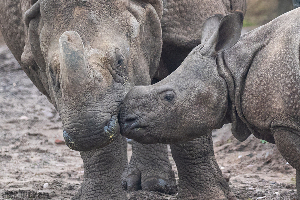 Indian Rhino