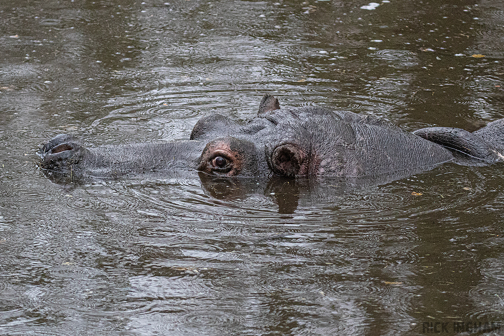 Hippopotamus