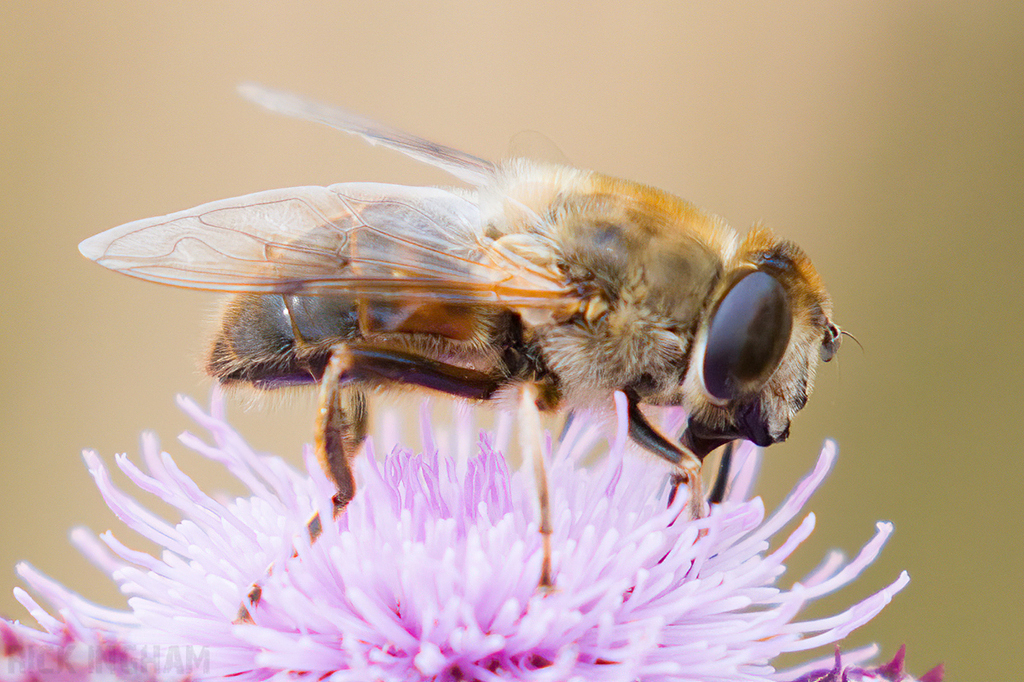 Honey Bee