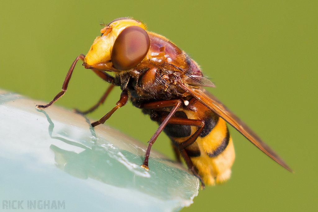 Hornet Mimic Hoverfly